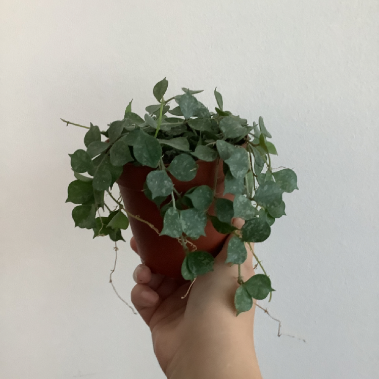 Fung Wax Flower plant photo by @Megan named Your Plant on Greg, the plant care app.