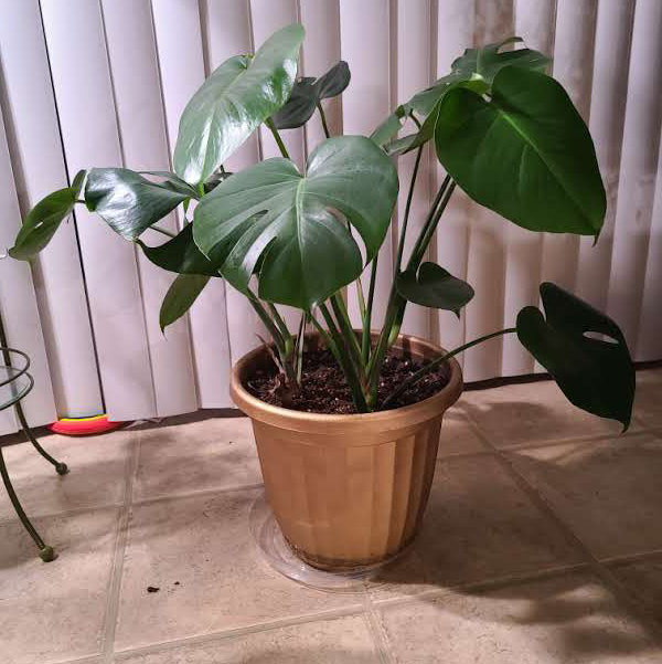 Monstera plant photo by @Megan named Your plant on Greg, the plant care app.