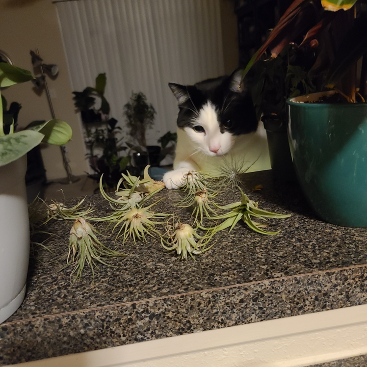 Blushing Bride Air Plant plant photo by @Megan named Your plant on Greg, the plant care app.
