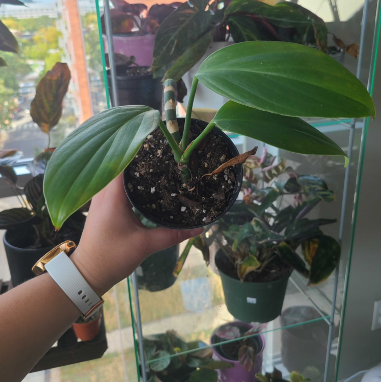 Rhaphidophora decursiva plant photo by @Megan named Your plant on Greg, the plant care app.