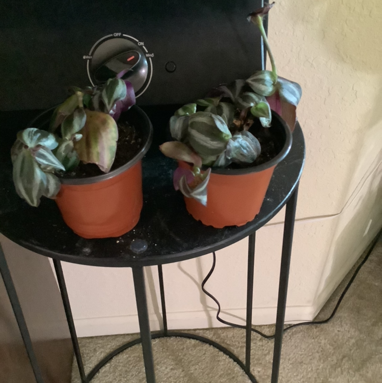 Spiderwort plant photo by @Megan named Your plant on Greg, the plant care app.