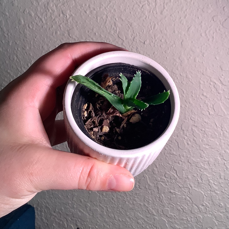 Aloe vera plant photo by @Megan named Your plant on Greg, the plant care app.