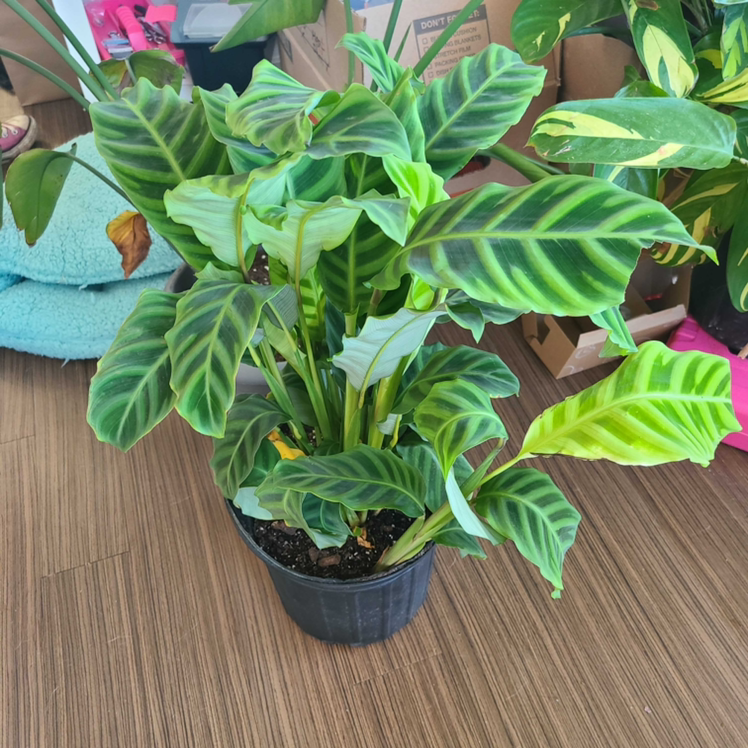 Zebra Calathea plant photo by @Megan named Your plant on Greg, the plant care app.