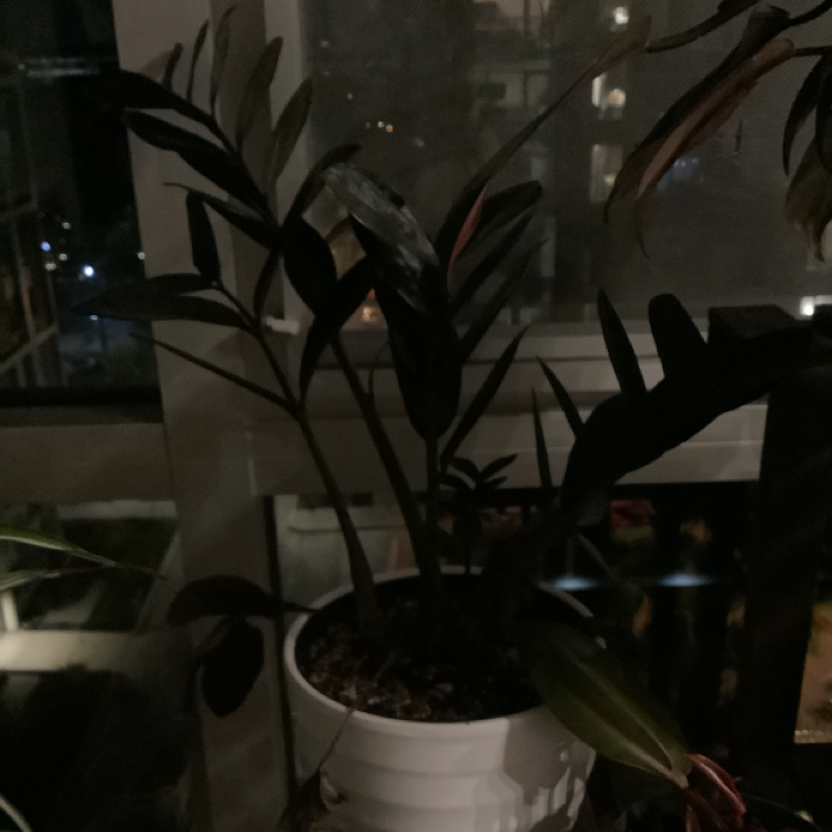 Raven ZZ Plant plant photo by @Megan named Chelsea on Greg, the plant care app.