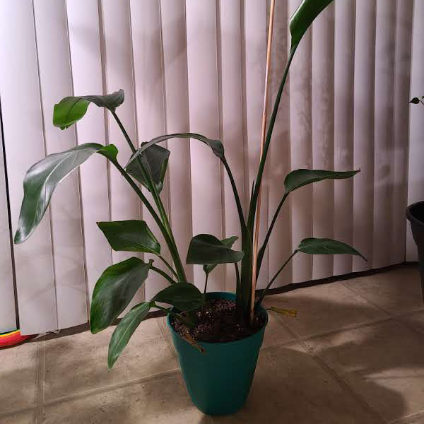 Bird of Paradise plant photo by @Megan named Your plant on Greg, the plant care app.