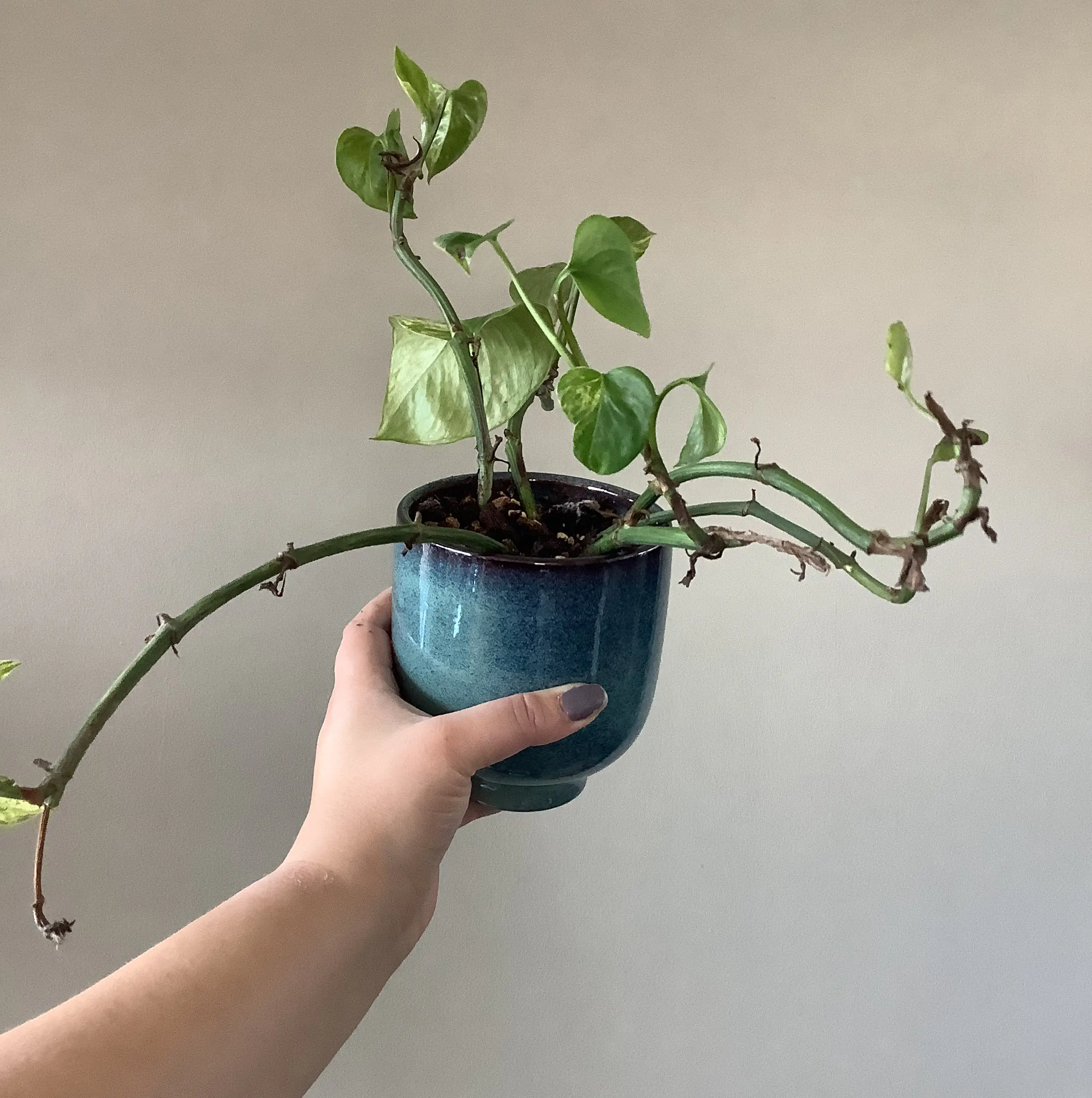 Taro Vine plant photo by @Megan named Bethany on Greg, the plant care app.
