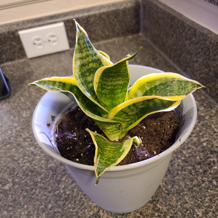 Snake Plant plant photo by @Megan named Your plant on Greg, the plant care app.