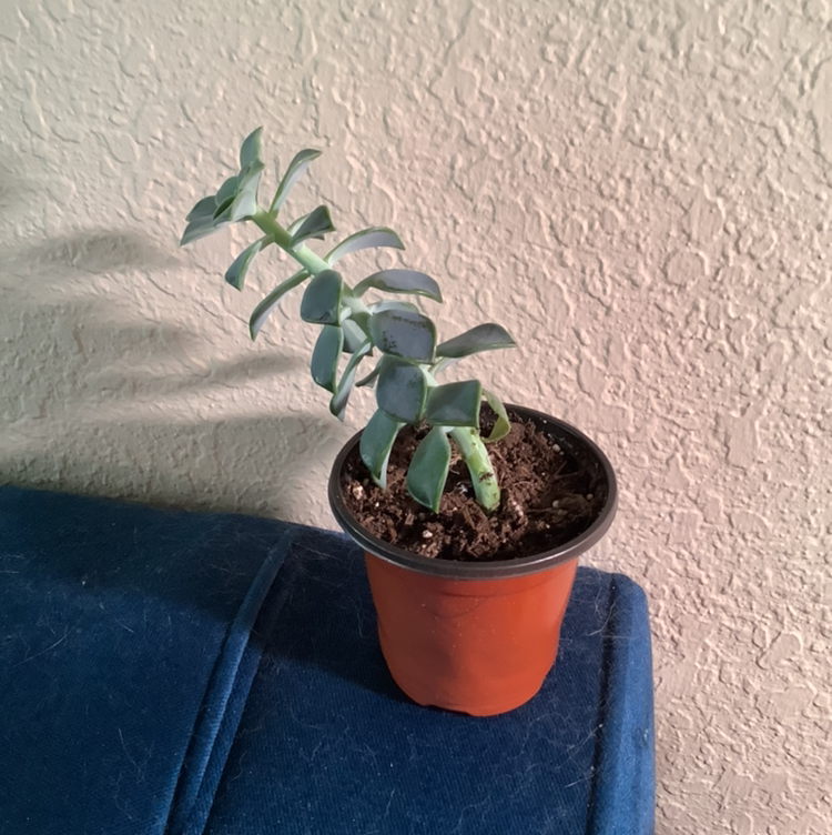 Ghost Plant plant photo by @Megan named Your plant on Greg, the plant care app.