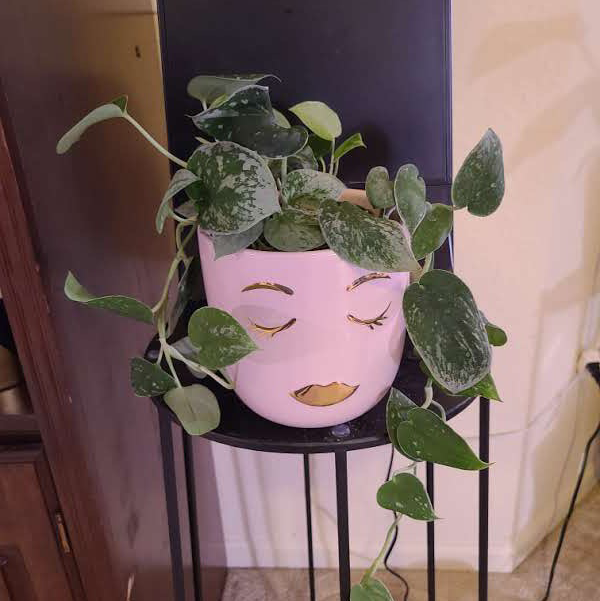 Satin Pothos plant photo by @Megan named Aaa silver satin on Greg, the plant care app.