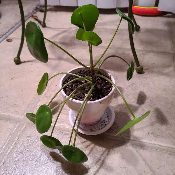 Chinese Money Plant plant photo by @Megan named Your plant on Greg, the plant care app.