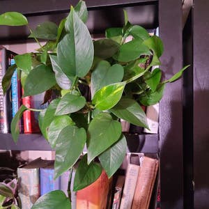 Pothos 'Jade' plant photo by Megan named Your plant on Greg, the plant care app.