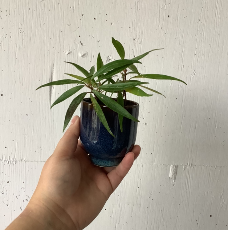 A healthy Ficus Alii plant in a blue pot being held by a hand.