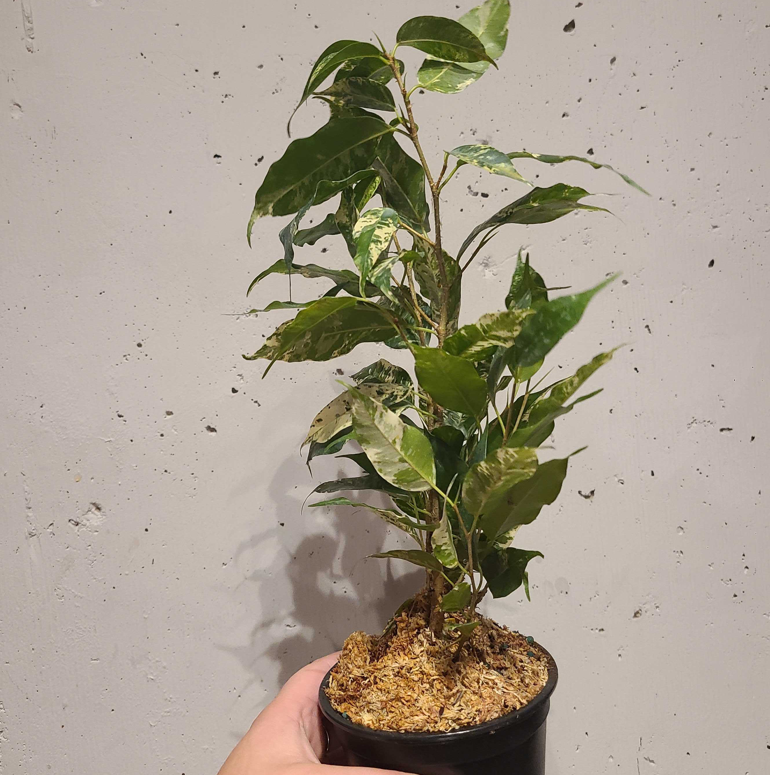 Photo of the plant species El Dorado Weeping Fig by @Megan named Viotti on Greg, the plant care app