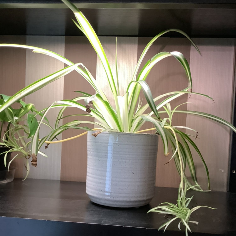 Spider Plant plant photo by @Megan named Stella on Greg, the plant care app.