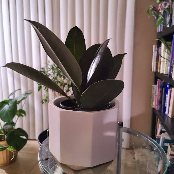 Rubber Plant plant photo by @Megan named Tourte on Greg, the plant care app.
