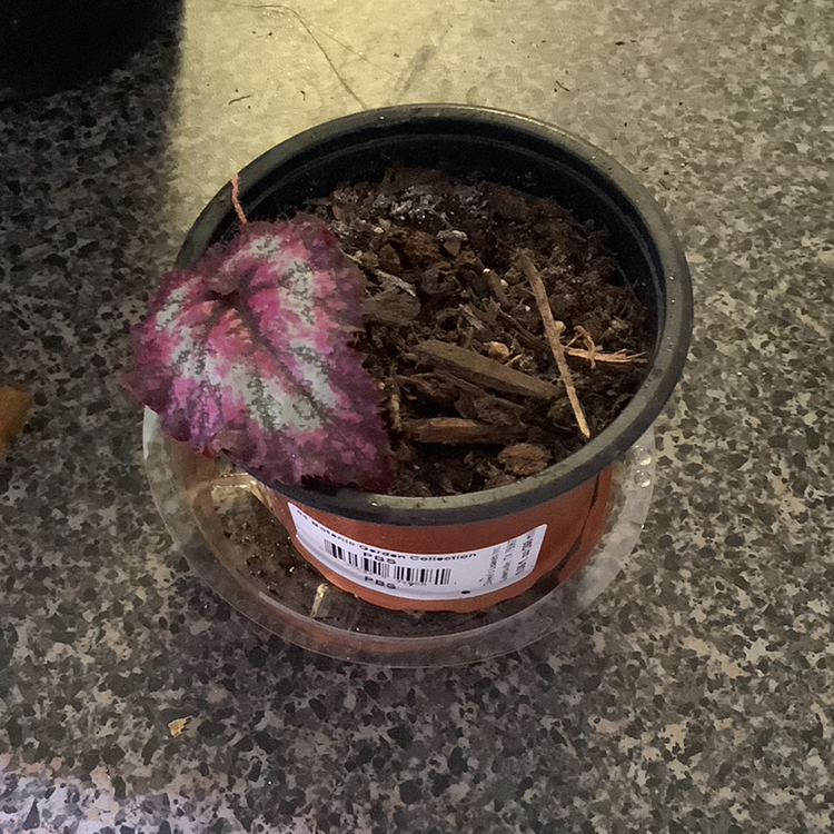 Fuzzy Begonia plant photo by @Megan named Your plant on Greg, the plant care app.