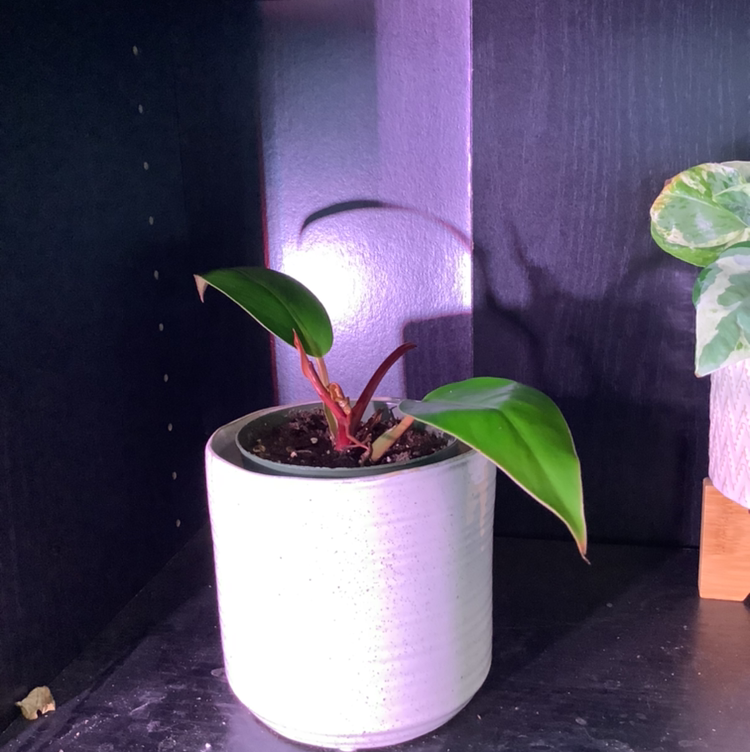 McColley's Finale plant photo by @Megan named Your plant on Greg, the plant care app.