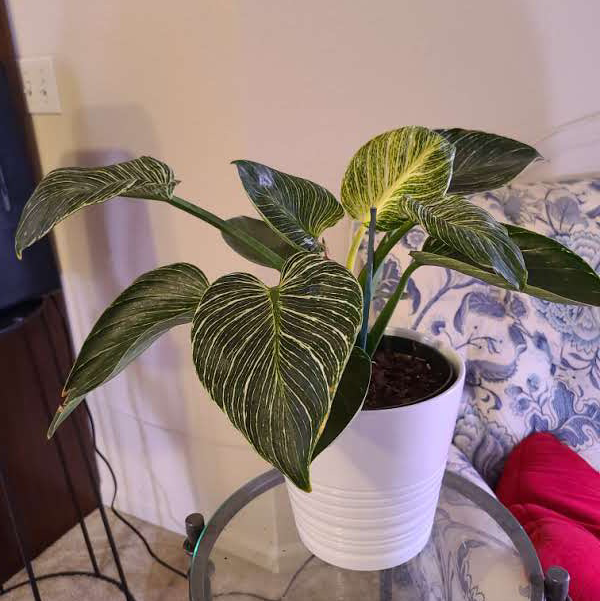 Philodendron Birkin plant photo by @Megan named Lucky on Greg, the plant care app.