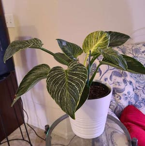 Philodendron Birkin plant photo by @Megan named Lucky on Greg, the plant care app.