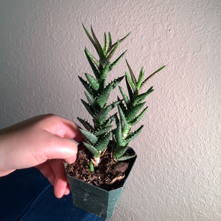 Tiger Tooth Aloe plant photo by @Megan named Your plant on Greg, the plant care app.