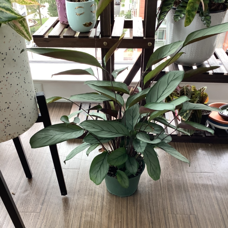 Healthy Never Never Ctenanthe plant indoors with green leaves, well-framed and centered.