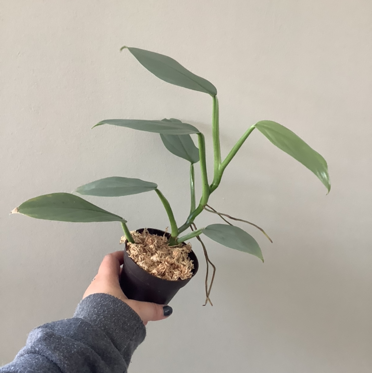 Silver Sword Philodendron plant held by a hand, appearing healthy with silvery-green leaves.