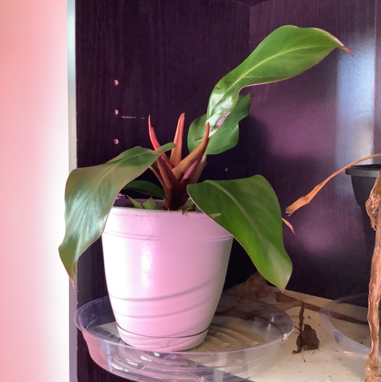 Potted McColley's Finale plant with green leaves and reddish stems on a shelf.