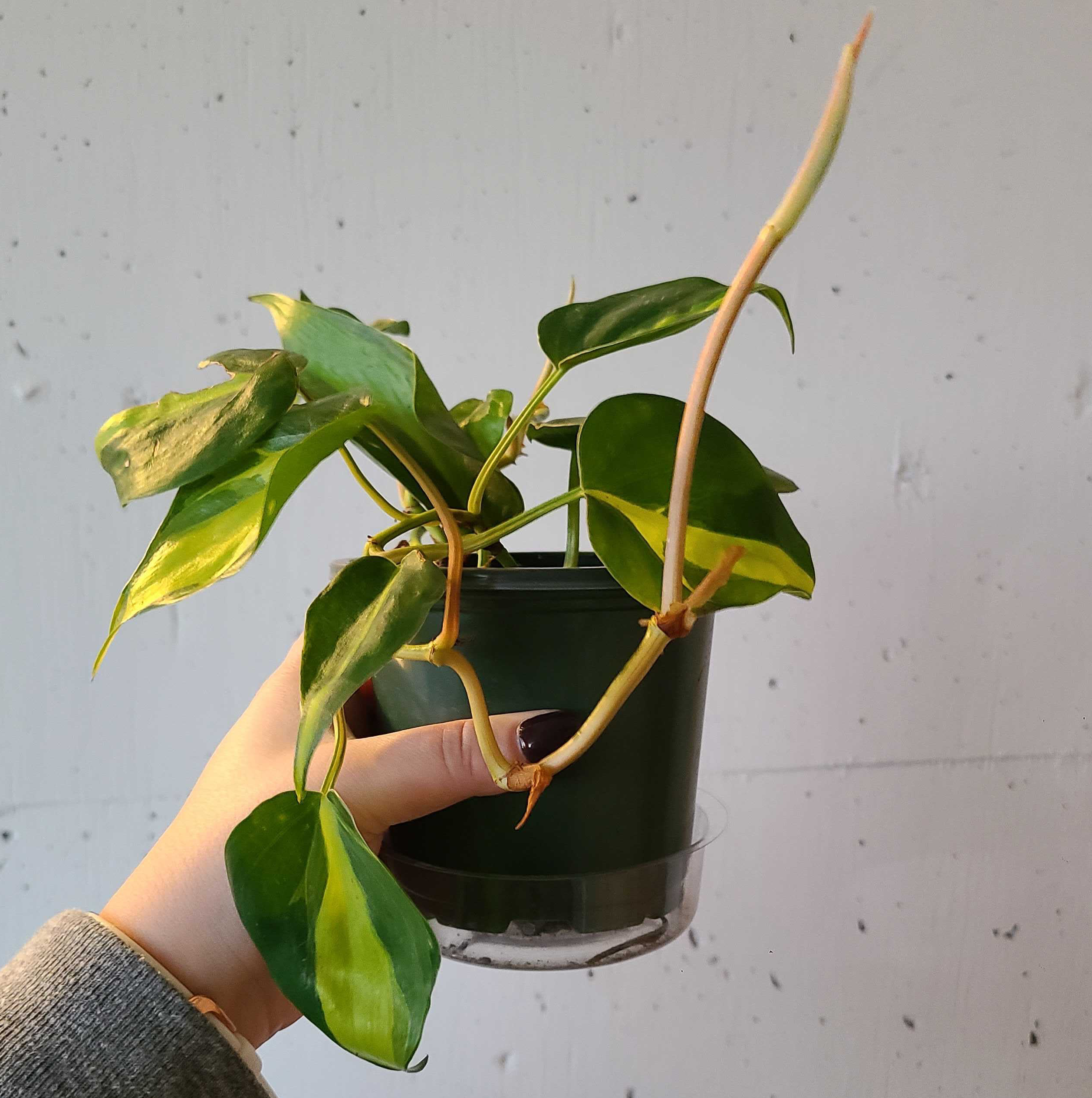 Philodendron Brasil plant photo by @Megan named Your plant on Greg, the plant care app.