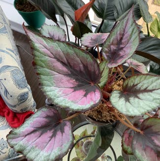 Rex Begonia plant in Washington, District of Columbia