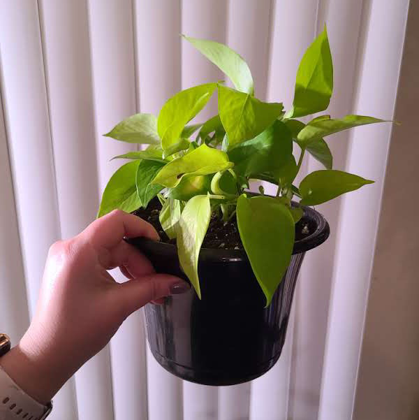 Neon Pothos plant photo by @Megan named Your plant on Greg, the plant care app.