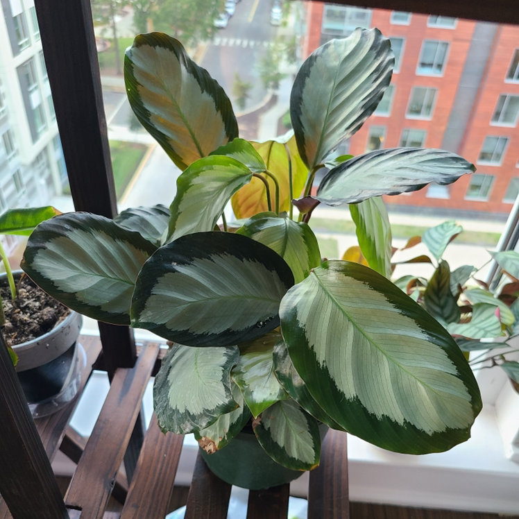 Calathea picturata 'Argentea' plant photo by @Megan named Your plant on Greg, the plant care app.