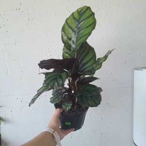 Calathea fasciata plant photo by Megan named Your plant on Greg, the plant care app.