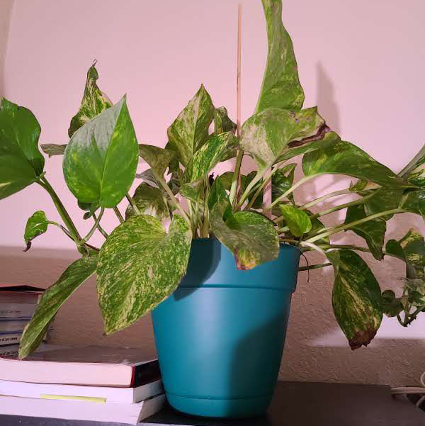 Taro Vine plant photo by @Megan named Your plant on Greg, the plant care app.