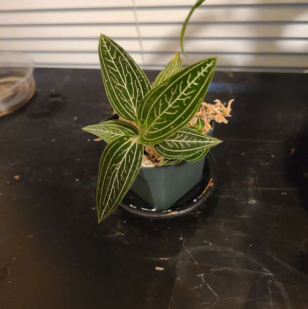 Black Velvet Jewel Orchid plant photo by @Megan named Your plant on Greg, the plant care app.