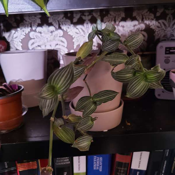 Small-Leaf Spiderwort plant photo by @Megan named Your plant on Greg, the plant care app.