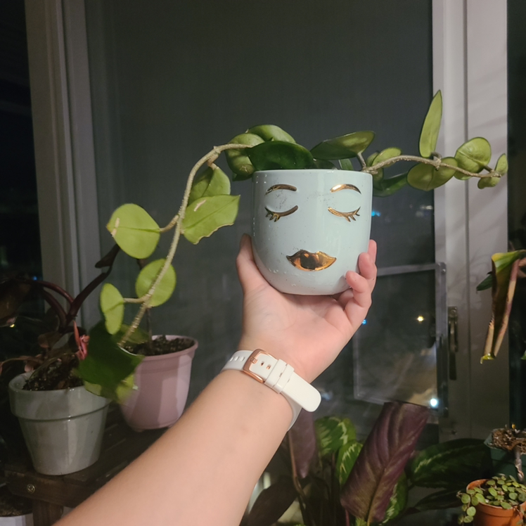 Waxplant plant photo by @Megan named Anna on Greg, the plant care app.