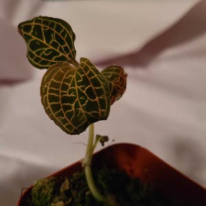 Jewel orchid plant photo by Megan named Your plant on Greg, the plant care app.
