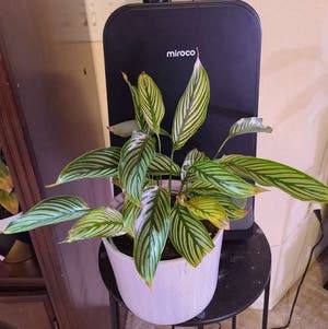 Calathea Vittata plant photo by Megan named Your plant on Greg, the plant care app.