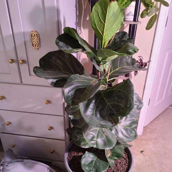 Fiddle Leaf Fig plant photo by @Megan named Toni on Greg, the plant care app.