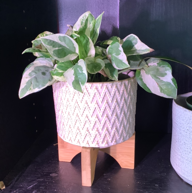 Pearls and Jade Pothos plant photo by @Megan named Your plant on Greg, the plant care app.