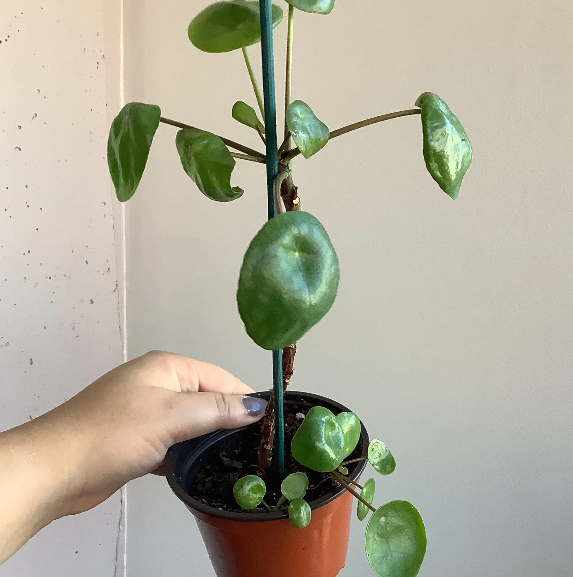 Chinese Money Plant plant photo by @Megan named Your plant on Greg, the plant care app.