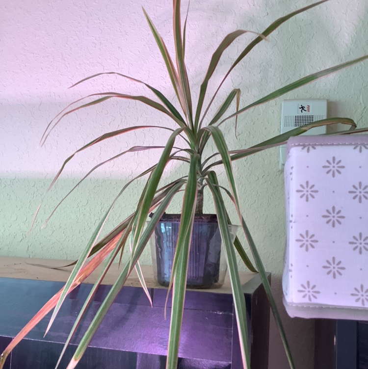 Dragon Tree plant photo by @Megan named Bread on Greg, the plant care app.