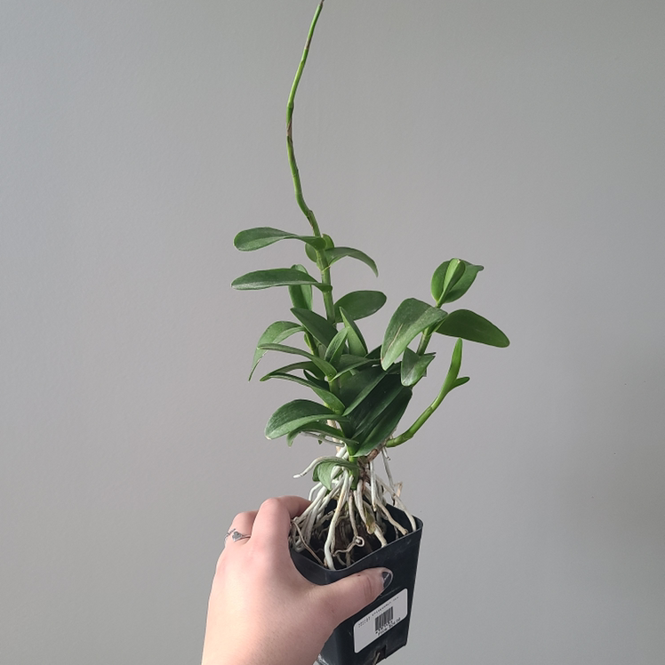 Fire Star Orchid plant photo by @Megan named Your plant on Greg, the plant care app.