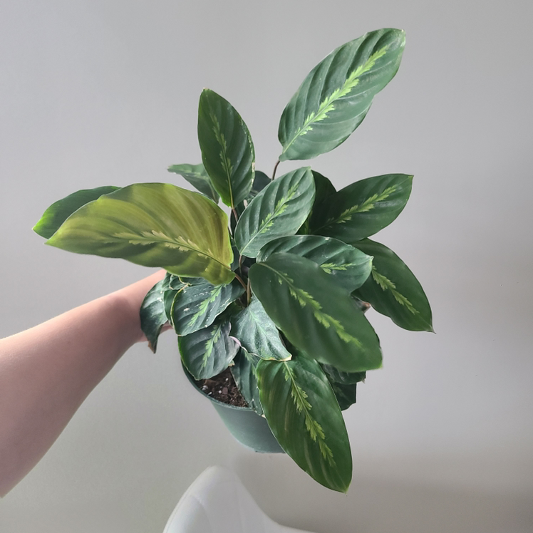 Prayer Plant 'Maui Queen' plant photo by @Megan named Your plant on Greg, the plant care app.