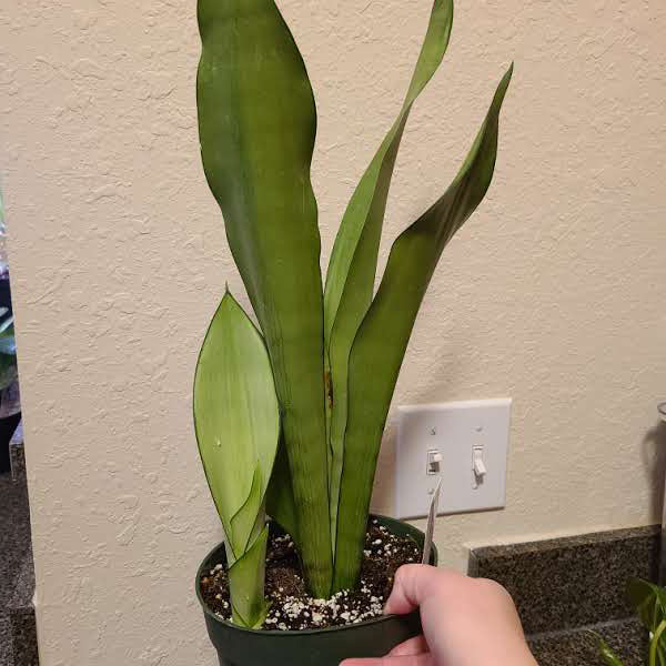 Silver Snake Plant plant photo by @Megan named Your plant on Greg, the plant care app.