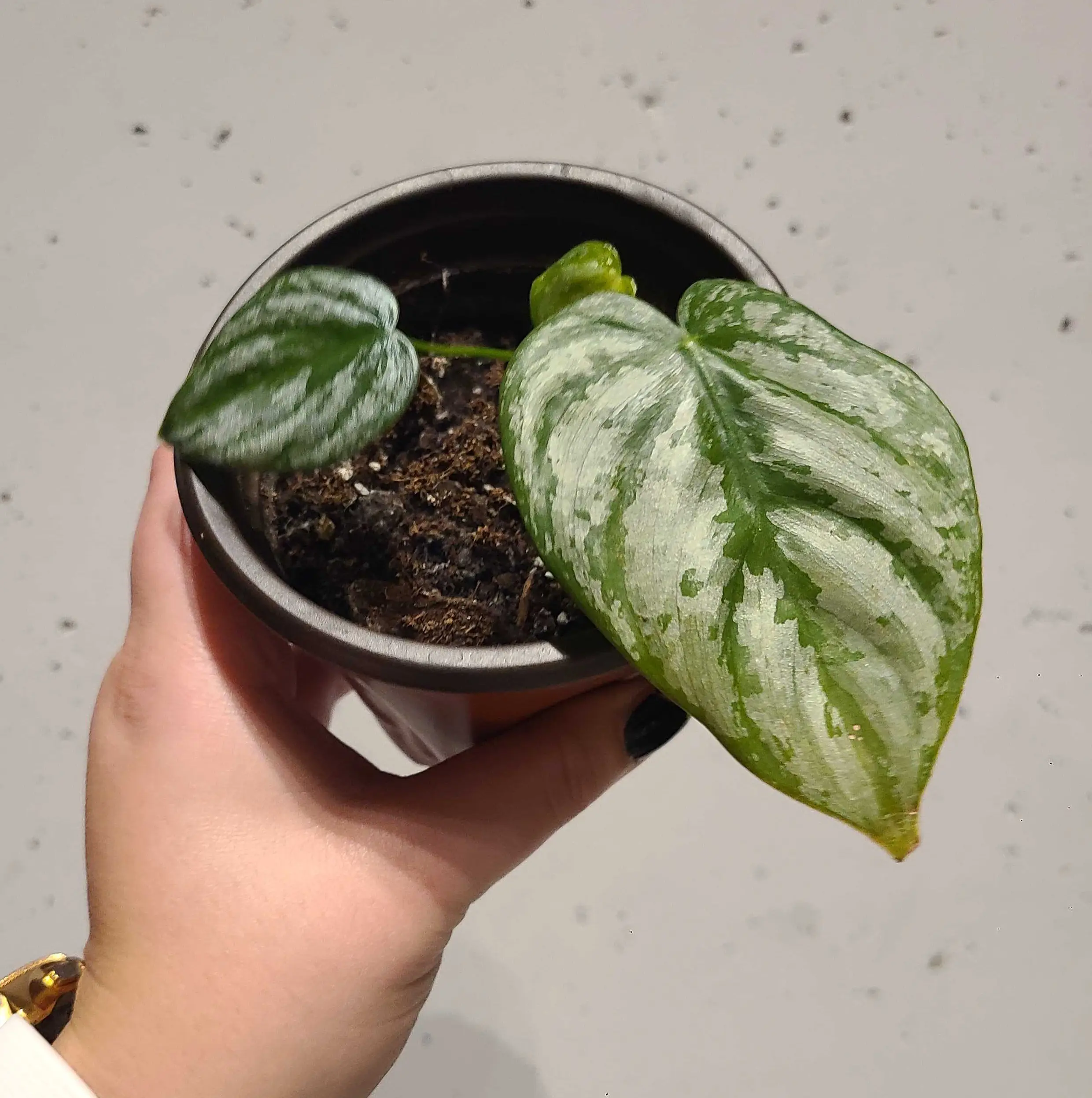 Potted Silver Leaf Philodendron with two healthy leaves and visible soil.