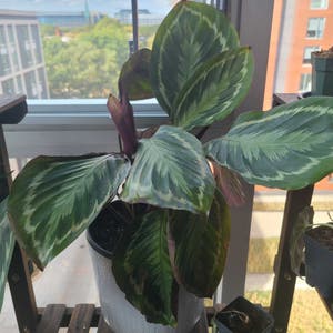 Calathea 'Medallion' plant photo by @Megan named Your plant on Greg, the plant care app.