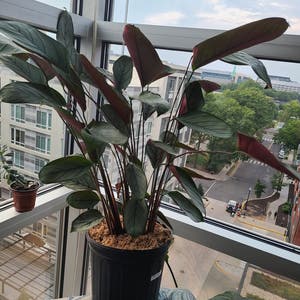 Never Never Ctenanthe plant photo by @Megan named Your plant on Greg, the plant care app.