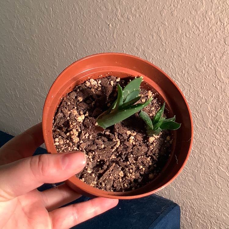 Aloe vera plant photo by @Megan named Your plant on Greg, the plant care app.
