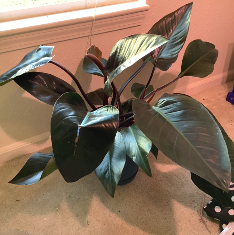 Philodendron 'Red Congo' plant photo by @Megan named Rojo on Greg, the plant care app.